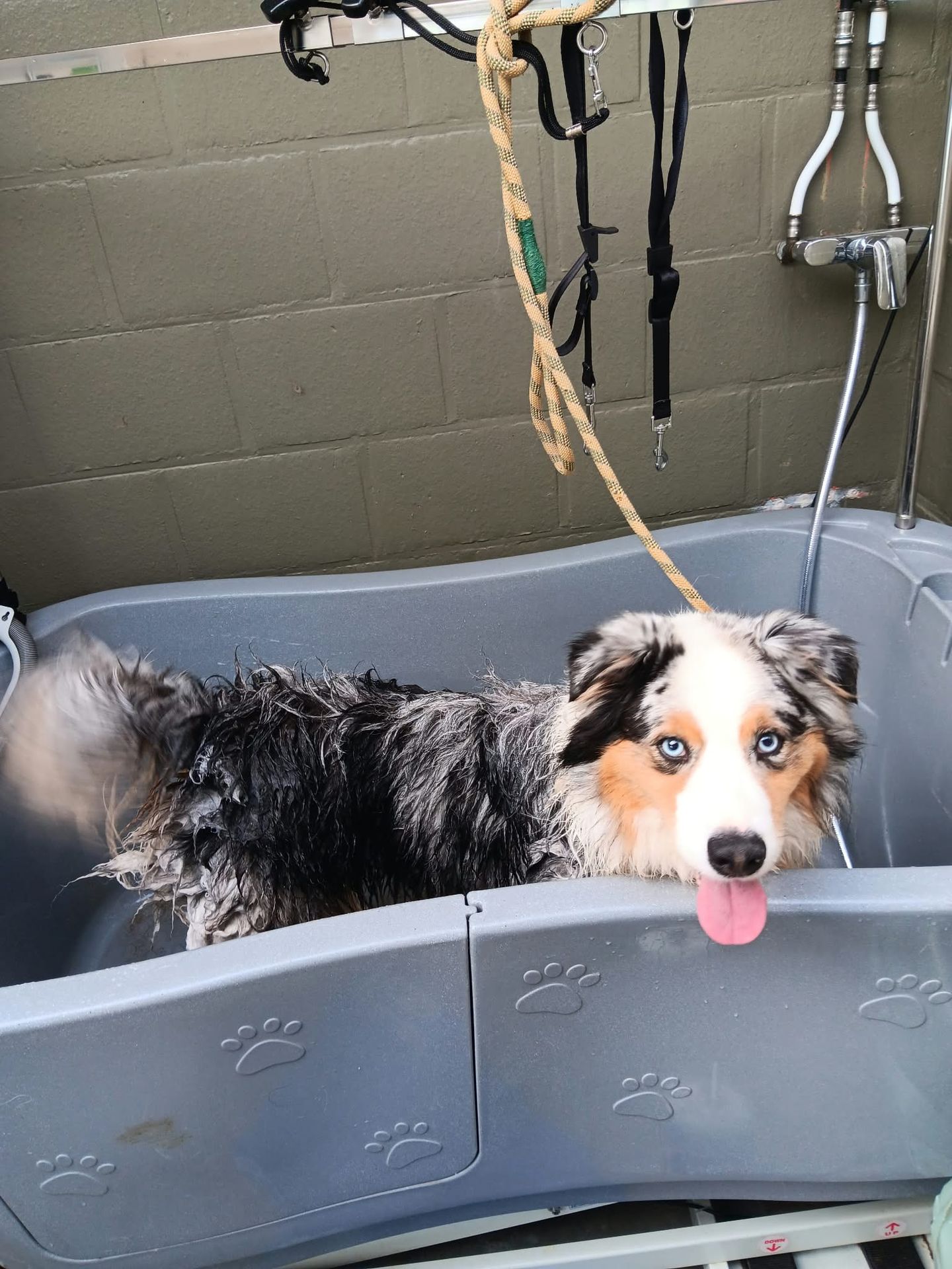 Australische herder in het verstelbare bad van onze self dog wash in Lokeren