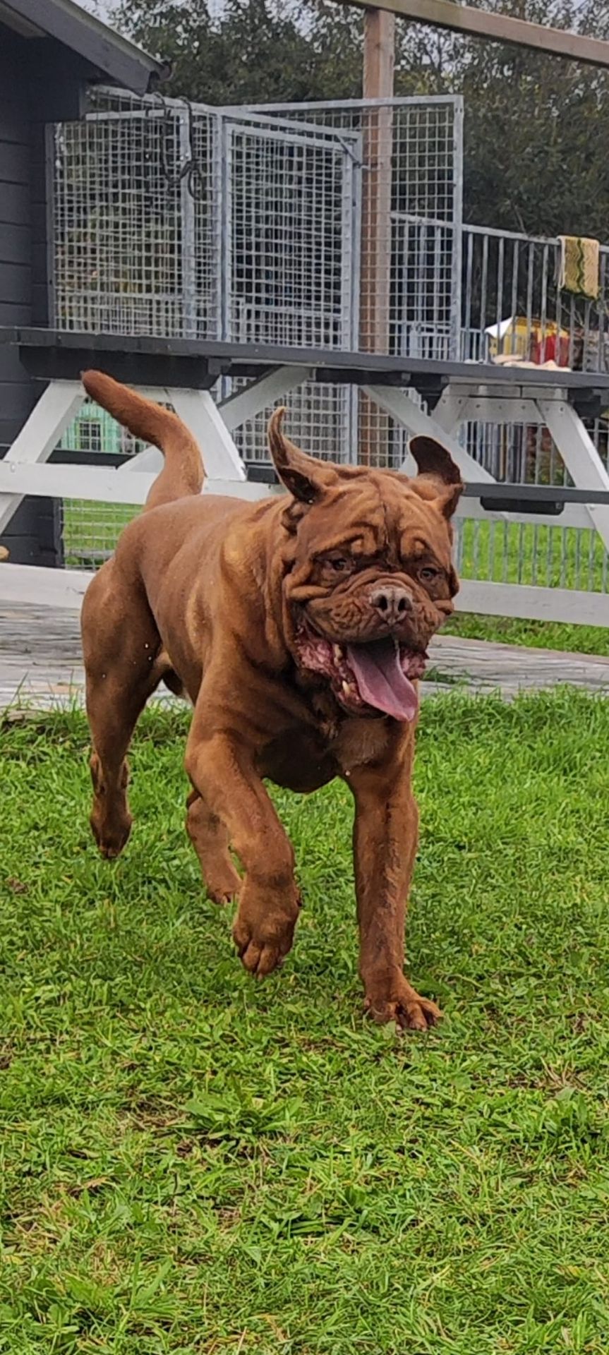 Bordeauxdog rent vrolijk over de hondenloopweide in Lokeren