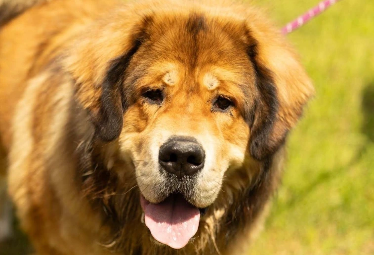 Grote bruine hond met open snoet in het gras bij Het Zilveren Mandje in Lokeren