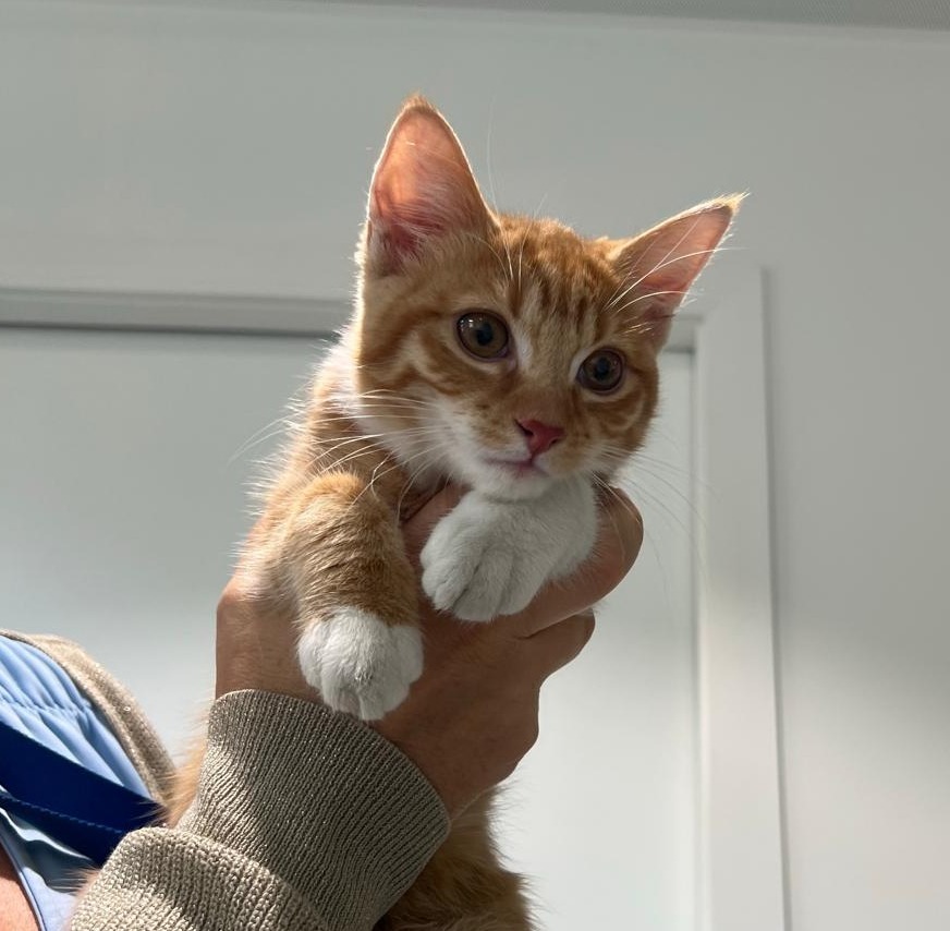 Rode kitten uit een zwerfkattennest, opgevangen door Het Zilveren Mandje