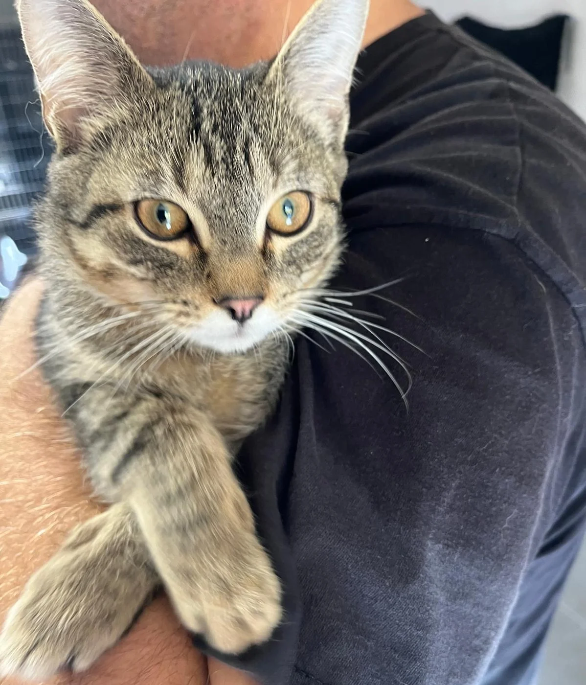 Cyperse kitten in de armen van een verzorger