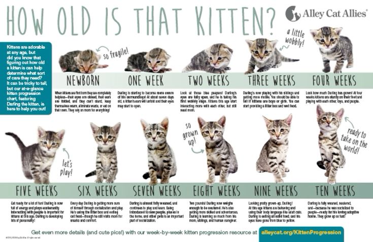 Overzicht van de leeftijd van een kitten, van pasgeboren tot tien weken