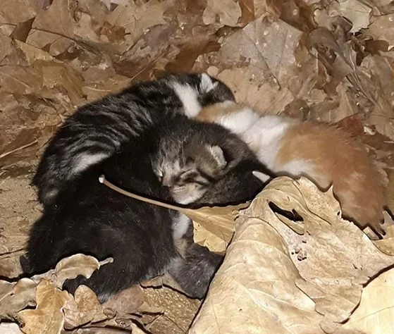 Kittens die warm op een hoopje in de bladeren liggen