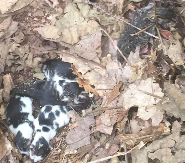 Kittens die verspreid en onrustig in de bladeren liggen