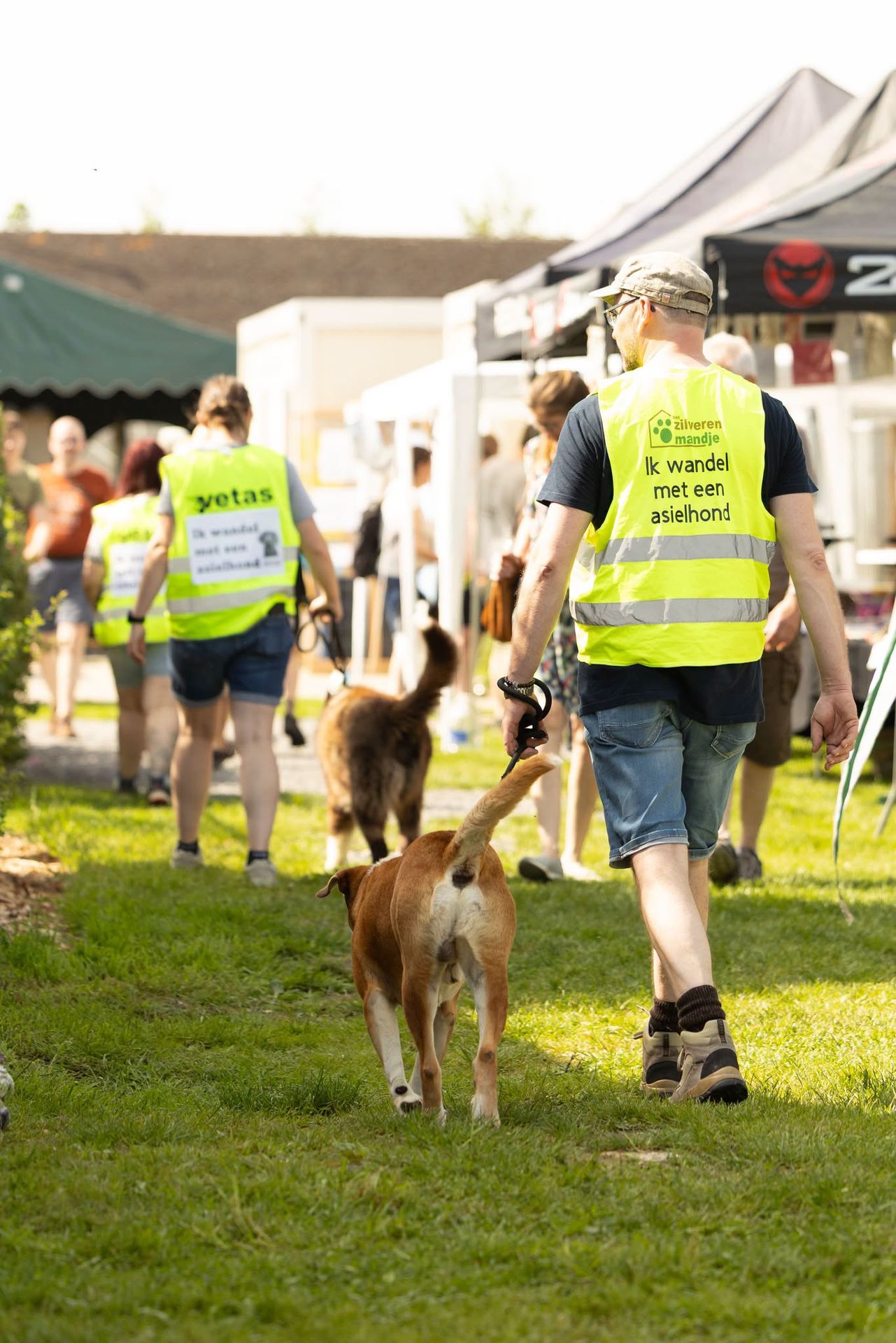 Vrijwilligers wandelen met asielhonden, met fluohesjes Ik wandel met een asielhond