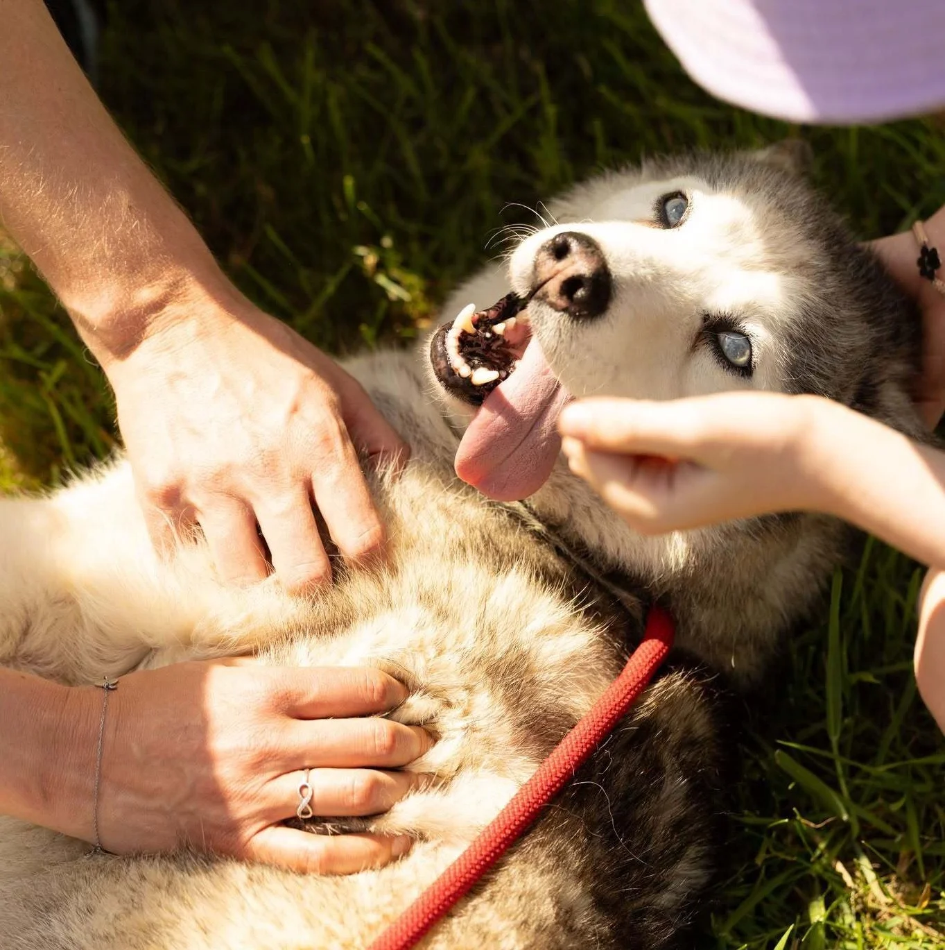 Husky krijgt buikkriebels van vrijwilligers op het gras